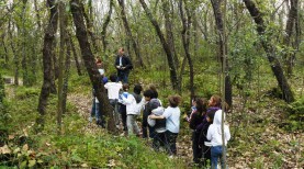 Fiaba nel bosco