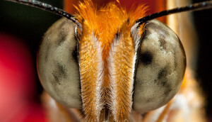 butterfly-eyes-from-san-diego-zoo_orig