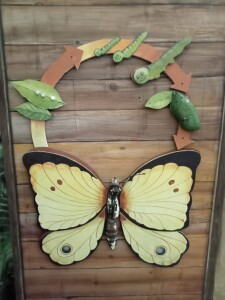ciclo-della-farfalla