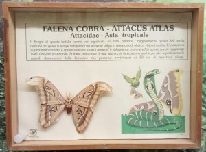 falena-cobra