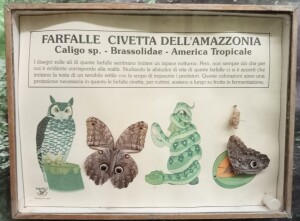 farfalla-civetta