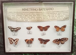 mimetismo-batesiano