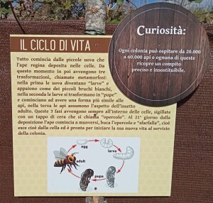 il-ciclo-biologico