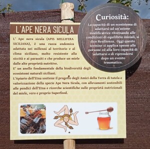 lape-nera-sicula